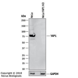 YAP1 Antibody (1A12) - Azide and BSA Free, Novus Biologicals 0.1 mL | Buy Online | Novus Biologicals | Fisher Scientific